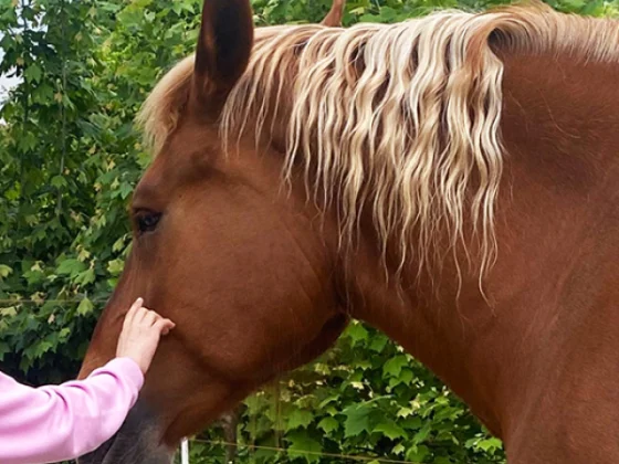Ragazza che accarezza un cavallo