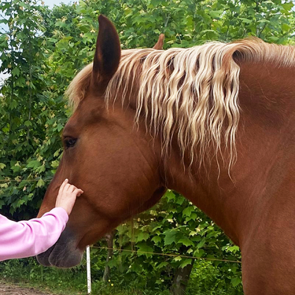 Ragazza che accarezza un cavallo